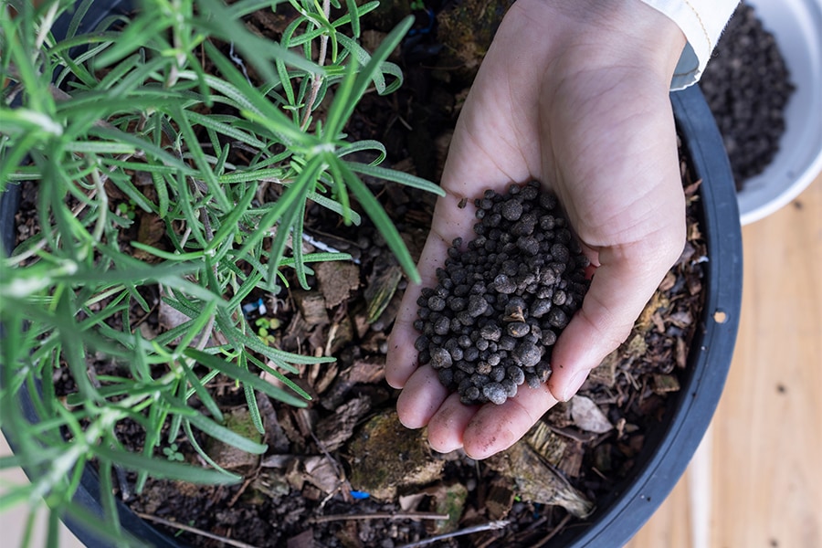 home gardener feeding herb with organic fertiliser
