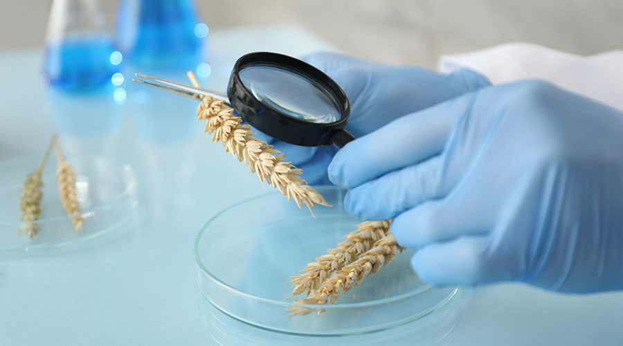 scientist examining wheat samples with magnifying glass